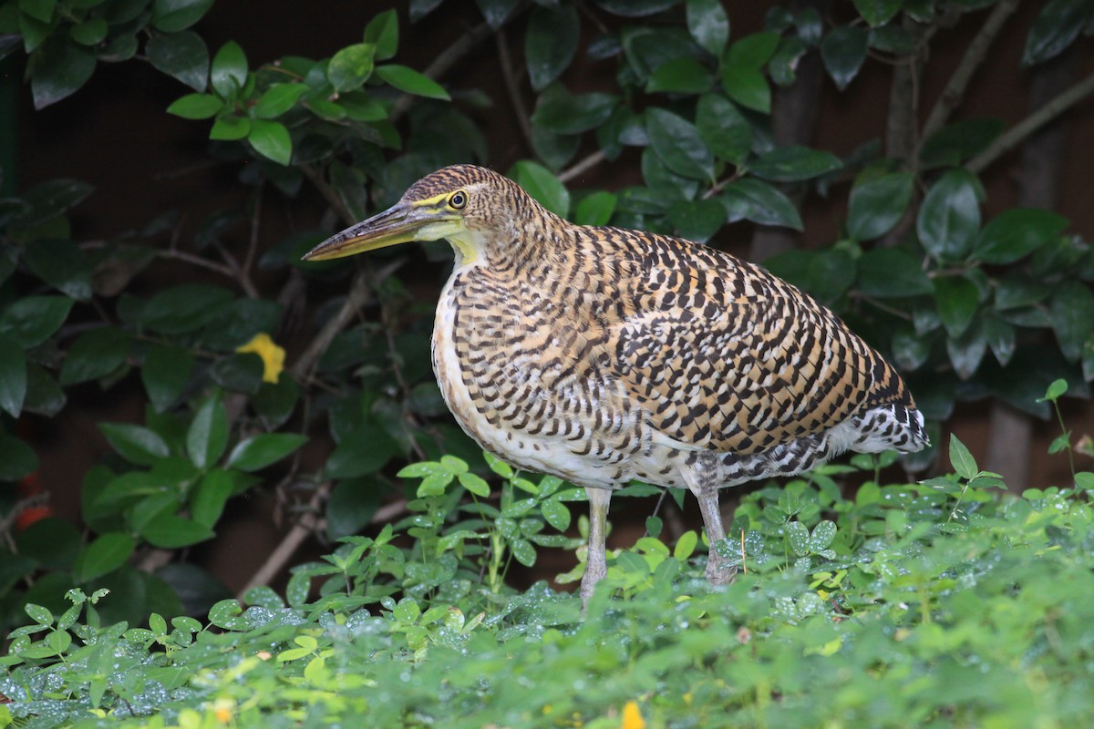 Bare-throated Tiger-Heron - ML627342888