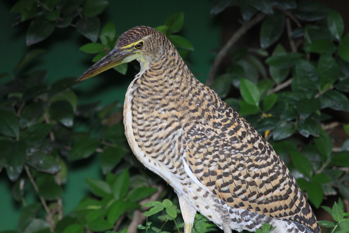 Bare-throated Tiger-Heron - ML627342889