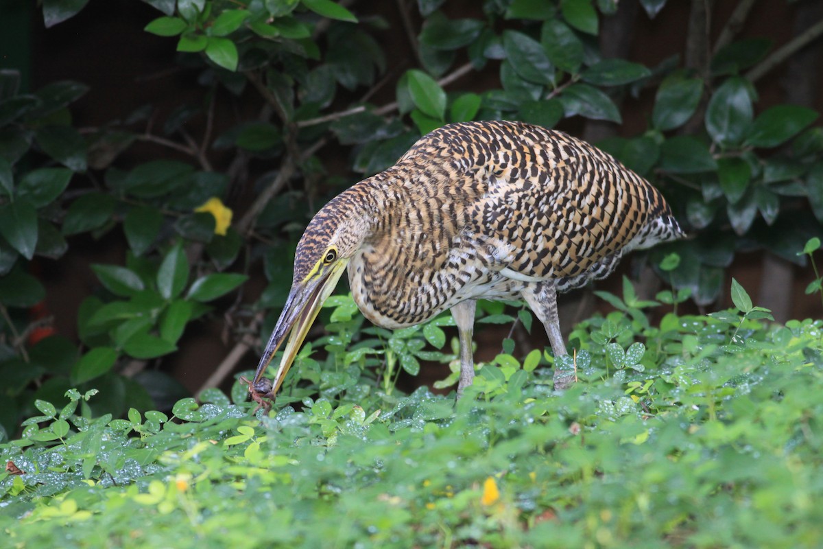 Bare-throated Tiger-Heron - ML627342890