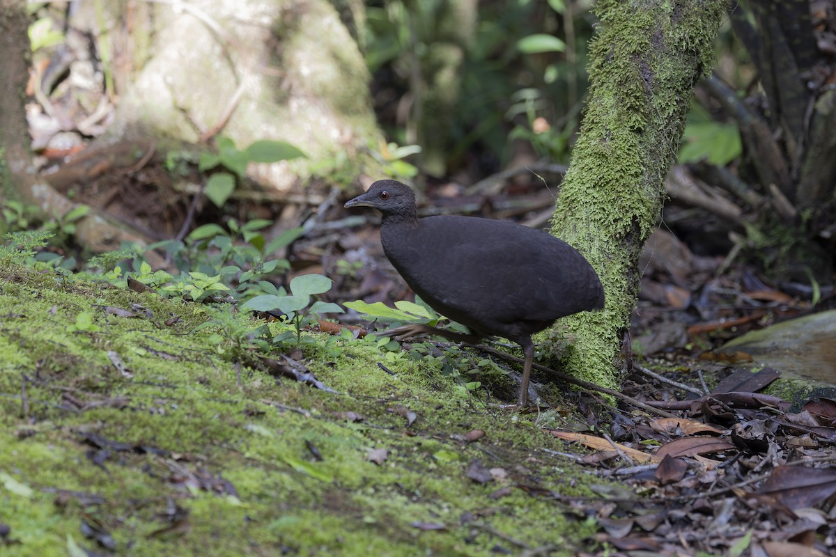 Cinereous Tinamou - ML627342927