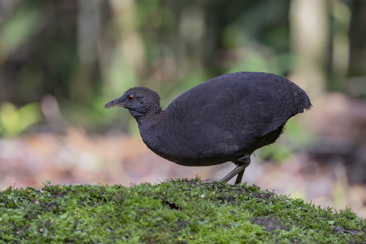 Cinereous Tinamou - ML627342928