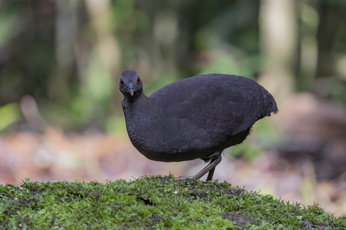 Cinereous Tinamou - ML627342929