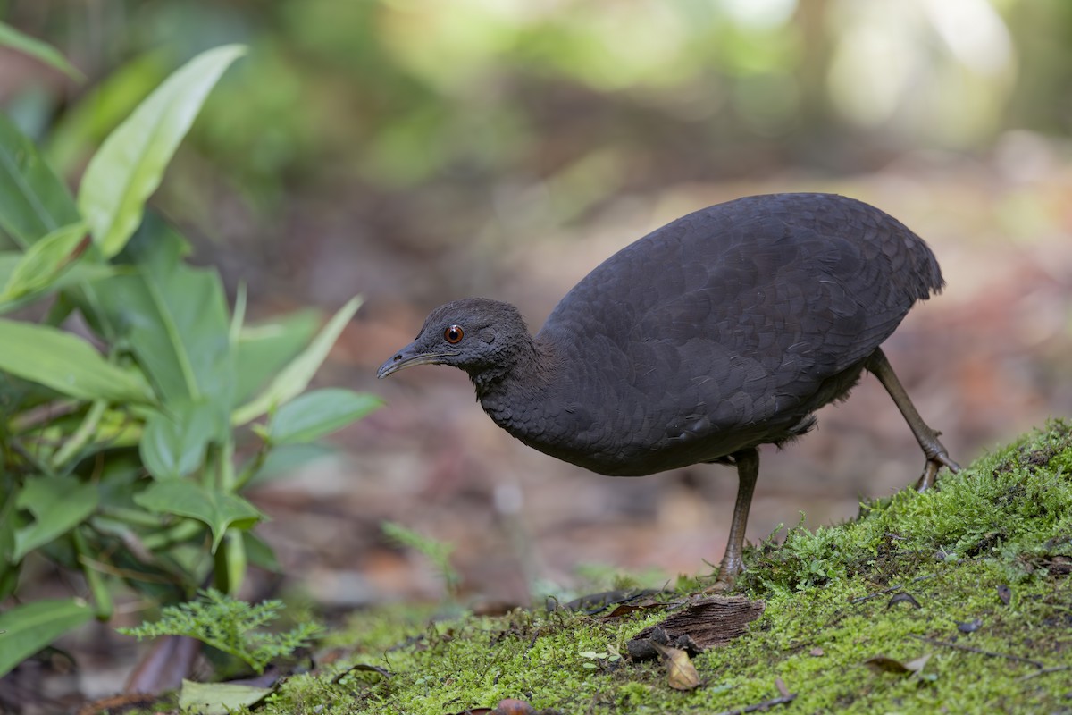 Cinereous Tinamou - ML627342930