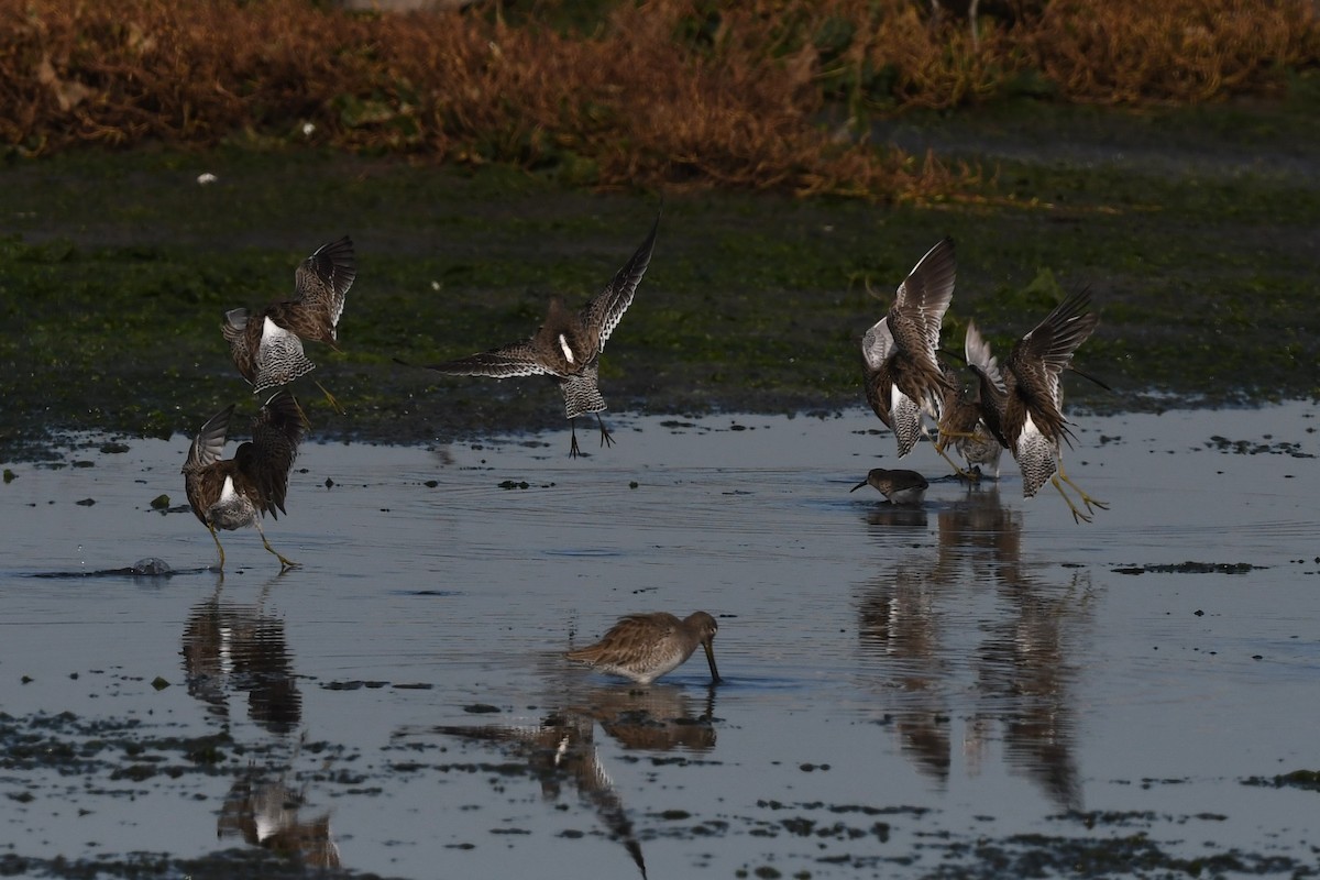 Short-billed Dowitcher - ML627342946