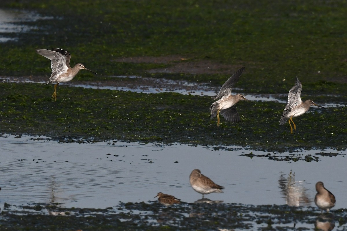 Short-billed Dowitcher - ML627342947