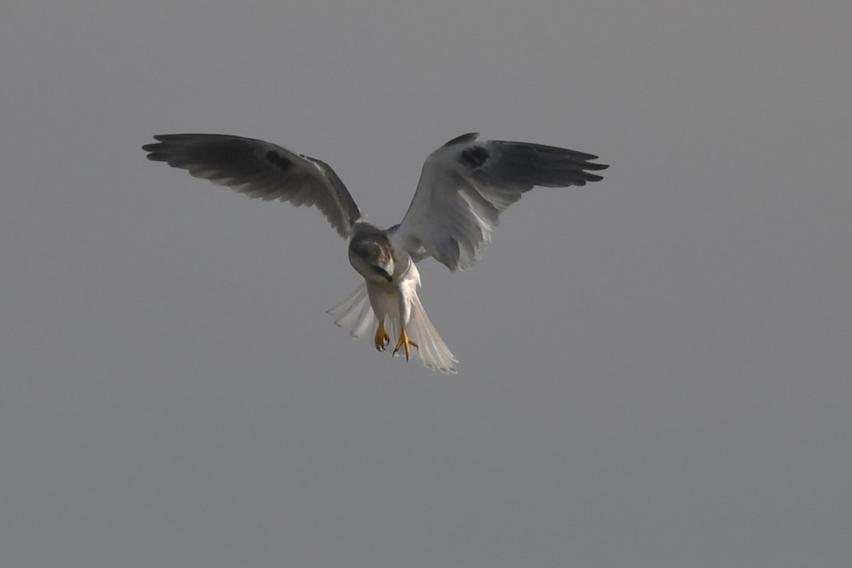 White-tailed Kite - ML627342957