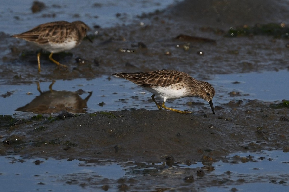 Least Sandpiper - ML627342962