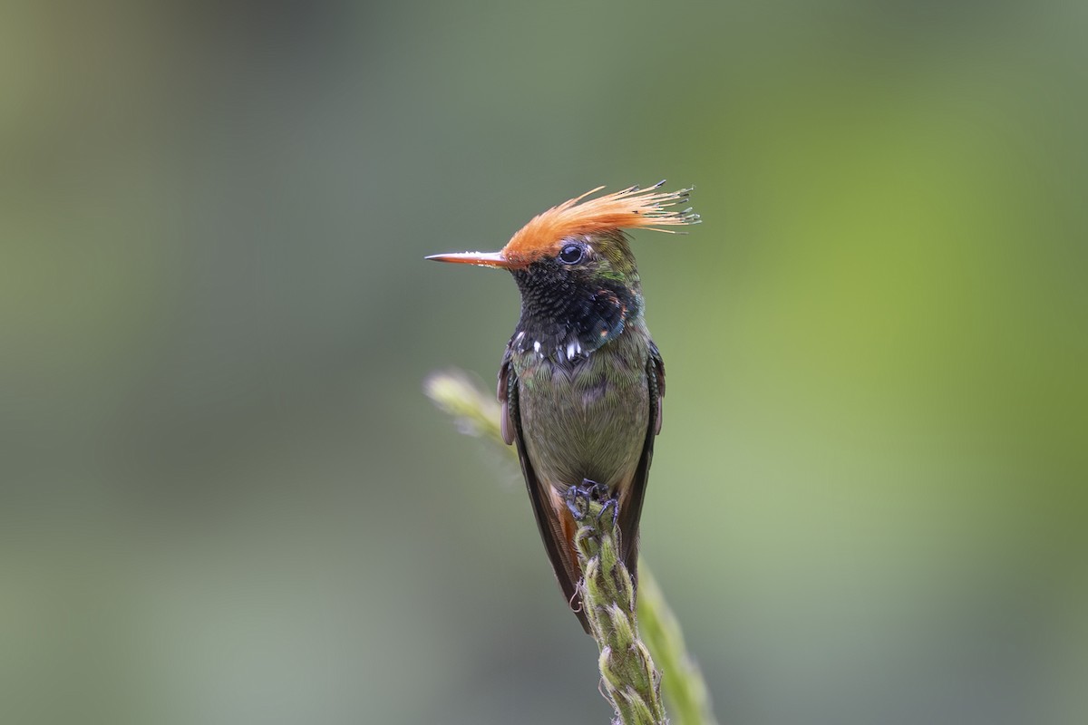 Rufous-crested Coquette - ML627342992