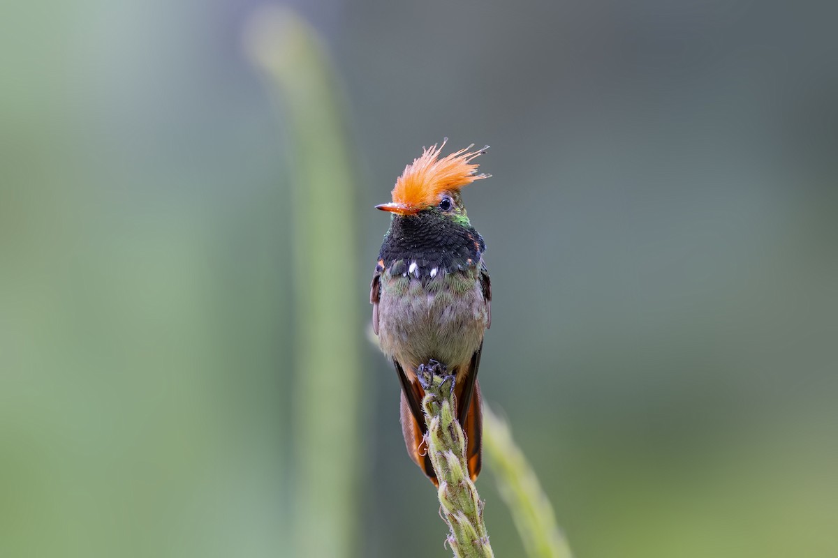 Rufous-crested Coquette - ML627342993