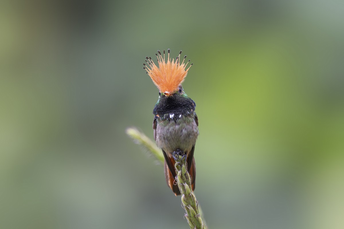 Rufous-crested Coquette - ML627342994