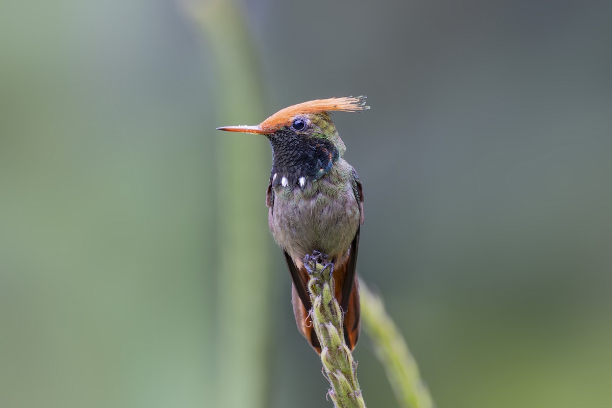 Rufous-crested Coquette - ML627342995