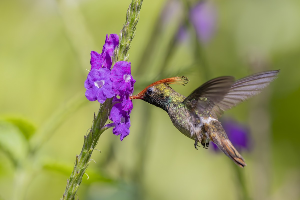 Rufous-crested Coquette - ML627342996