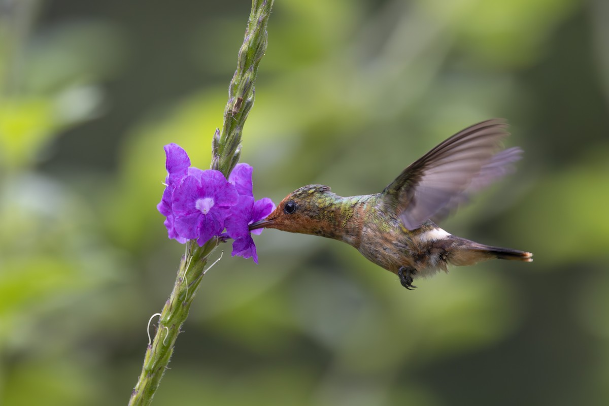 Rufous-crested Coquette - ML627342997