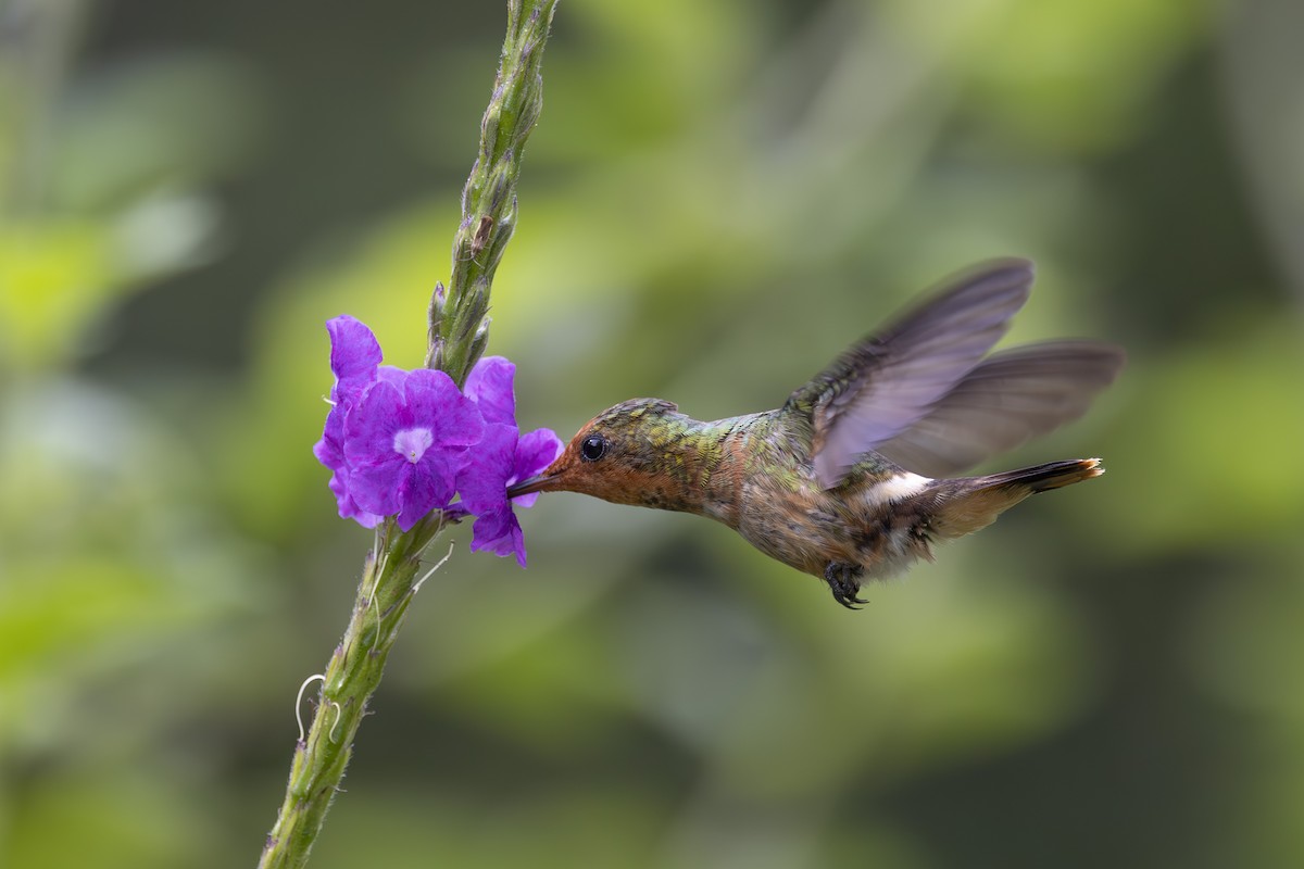 Rufous-crested Coquette - ML627342998