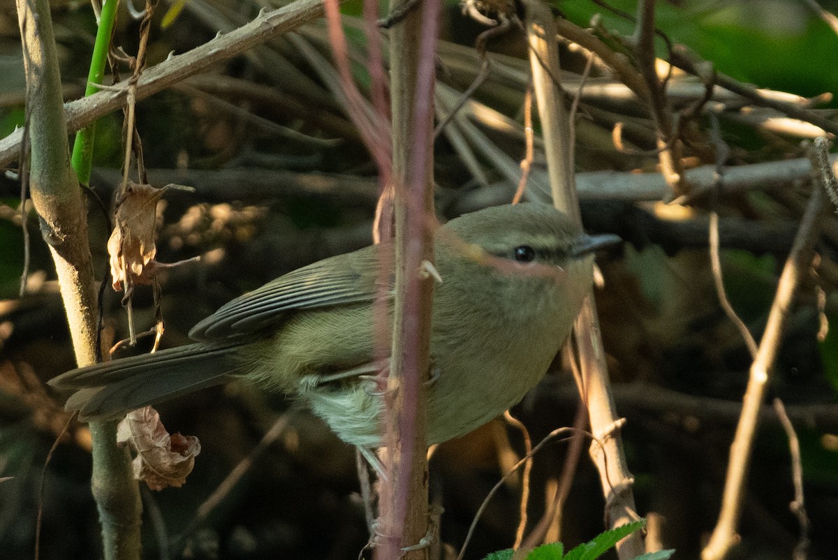 Brownish-flanked Bush Warbler - ML627343027