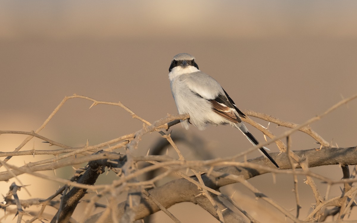 Great Gray Shrike (Arabian) - ML627343046