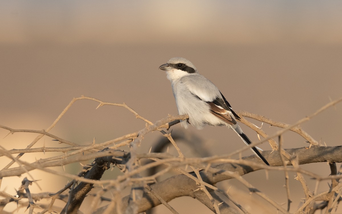 Great Gray Shrike (Arabian) - ML627343047