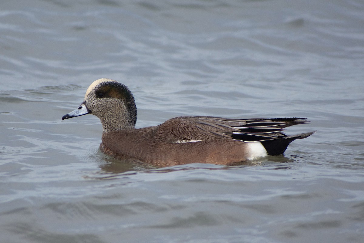 American Wigeon - ML627343206