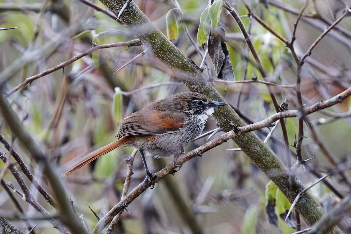 Chinchipe Spinetail - ML627343211