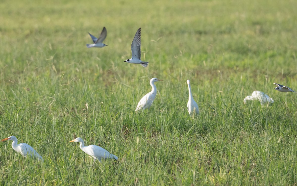 White-winged Tern - ML627343285