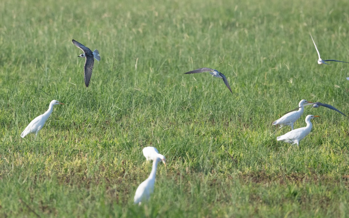 White-winged Tern - ML627343286