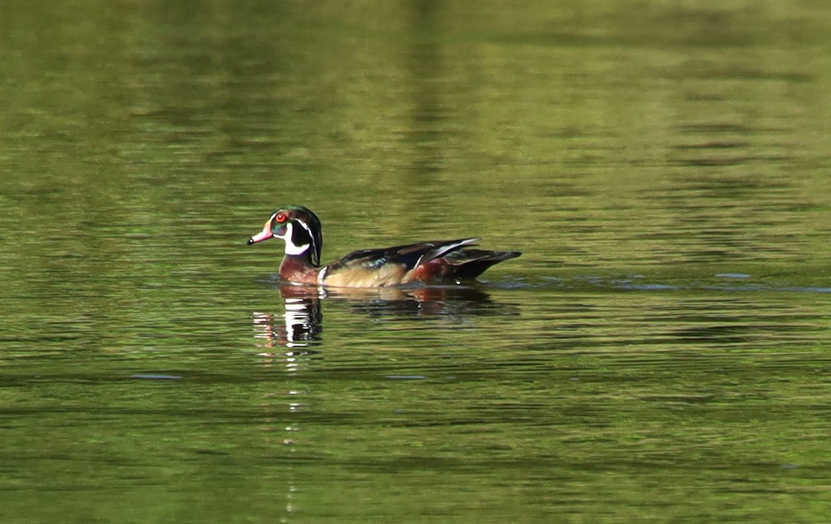 Wood Duck - ML627343366