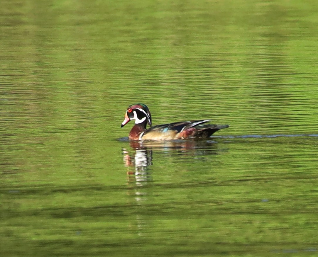Wood Duck - ML627343367