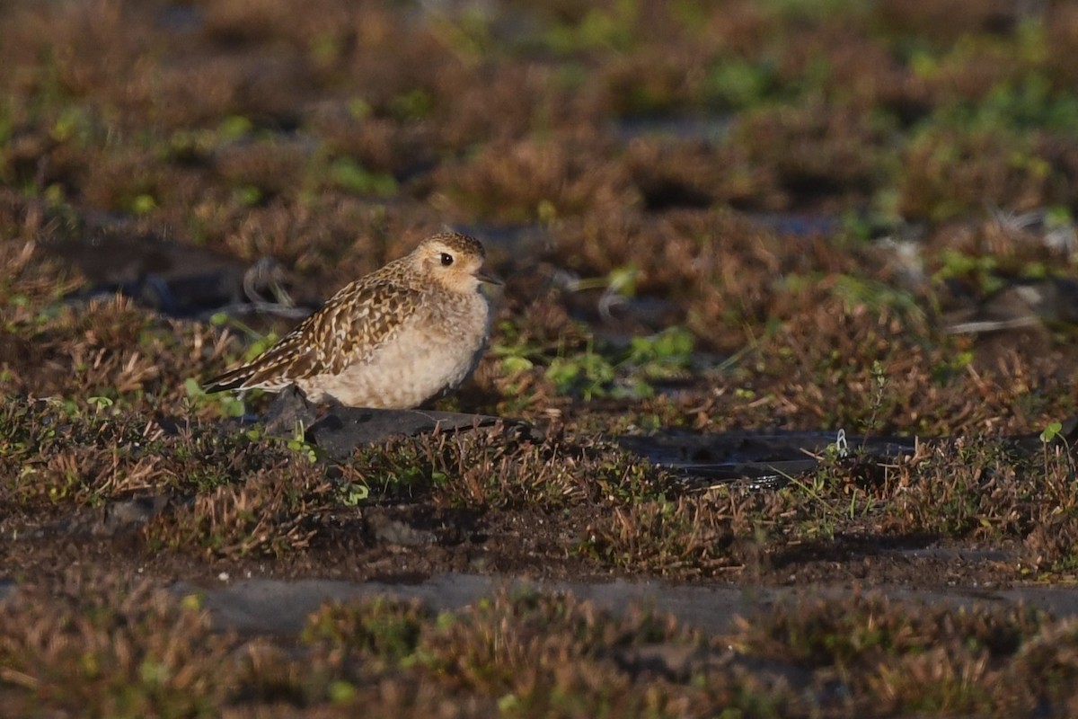 Pacific Golden-Plover - ML627343375