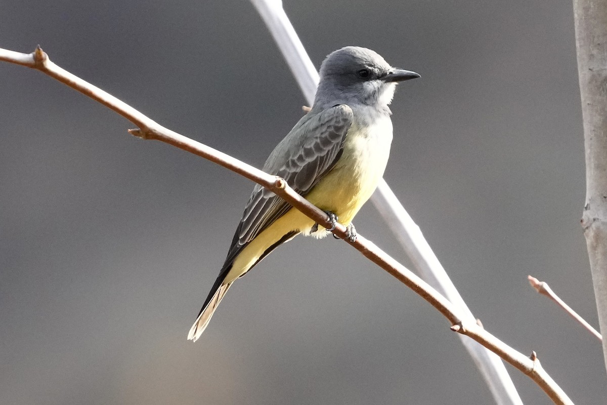 Cassin's Kingbird - ML627343379