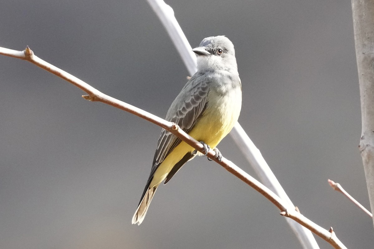 Cassin's Kingbird - ML627343380