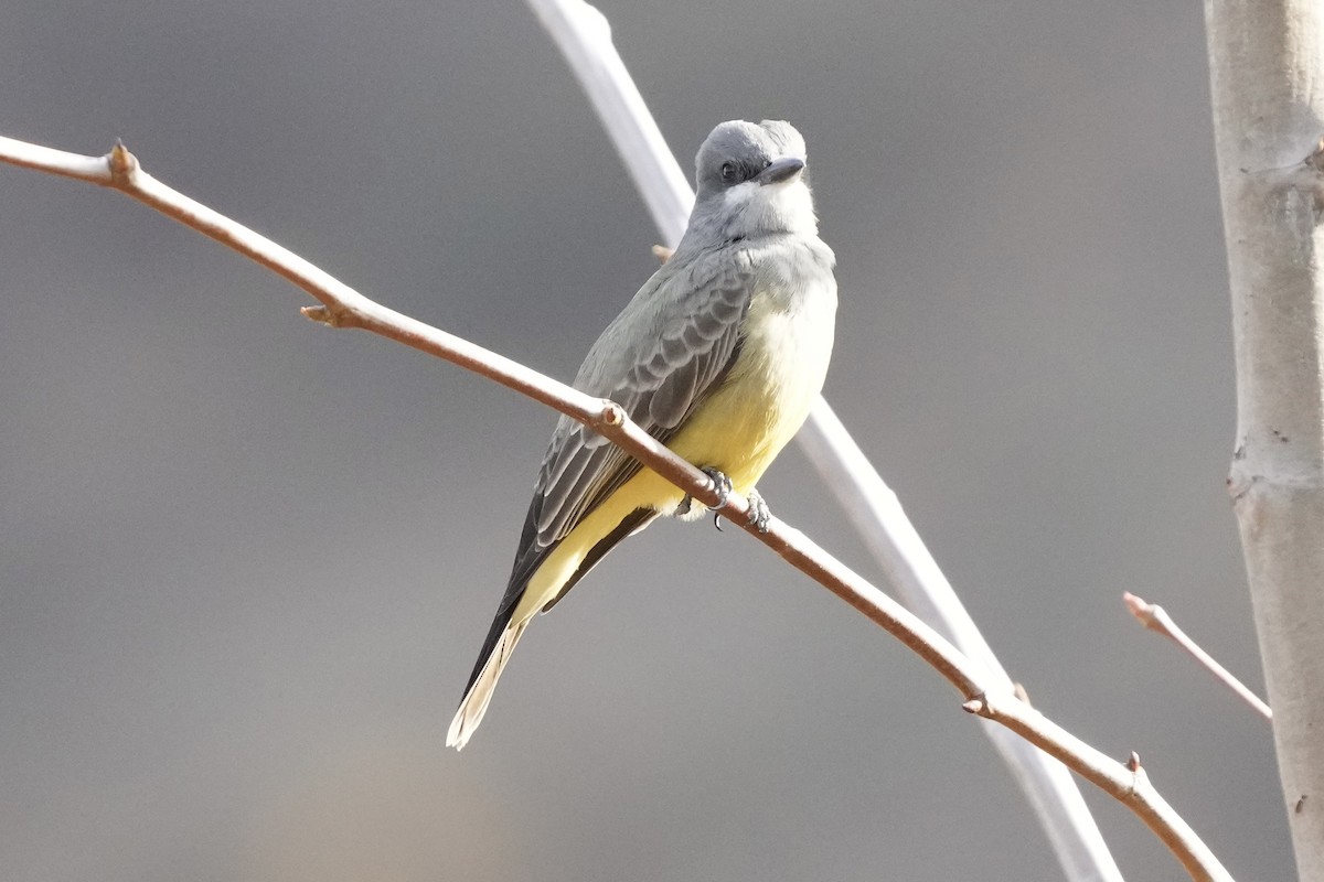 Cassin's Kingbird - ML627343381