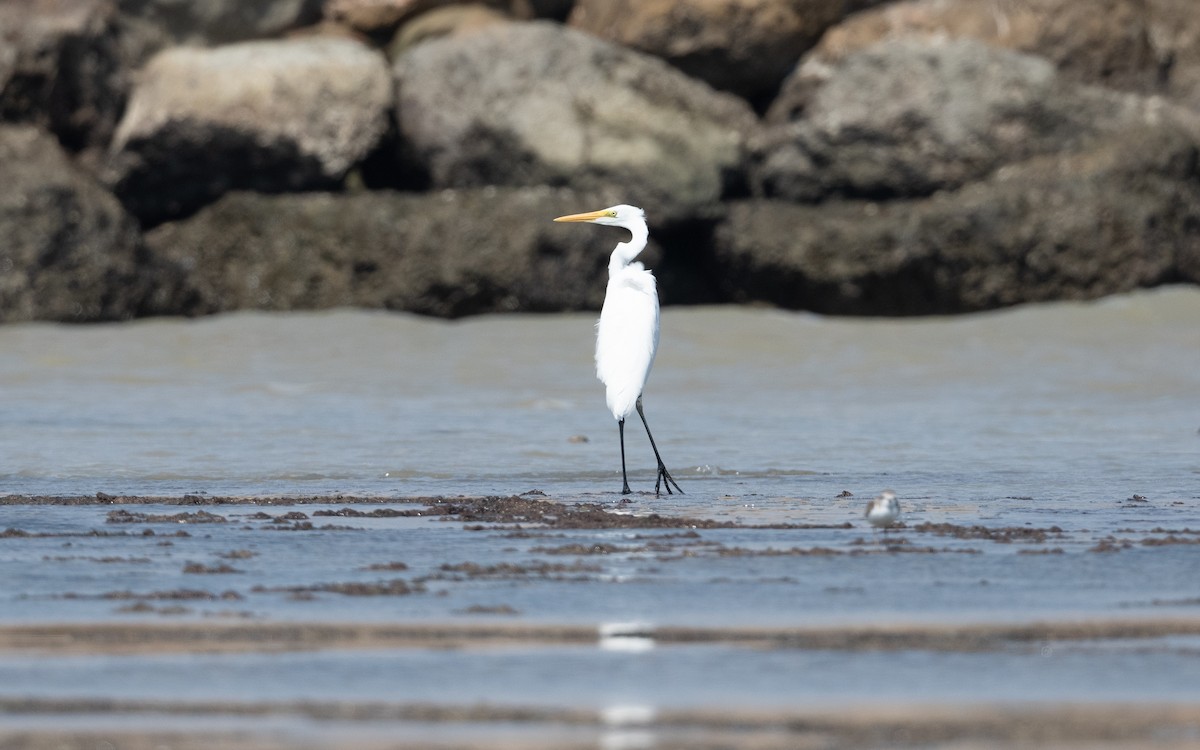 Great Egret - ML627343421