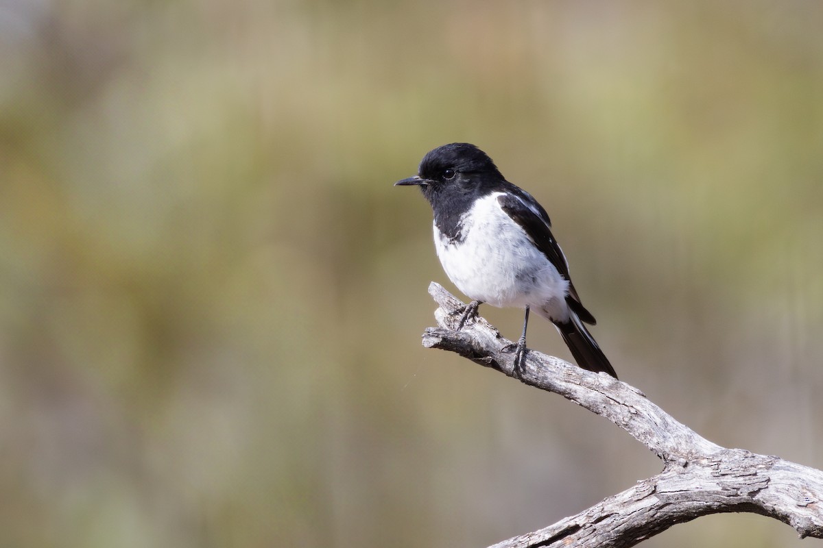 Hooded Robin - ML627343438