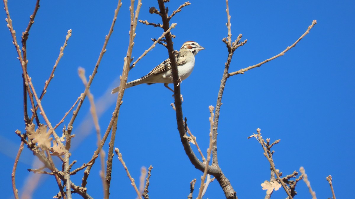 Lark Sparrow - ML627343592