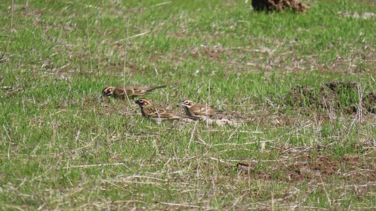 Lark Sparrow - ML627343593