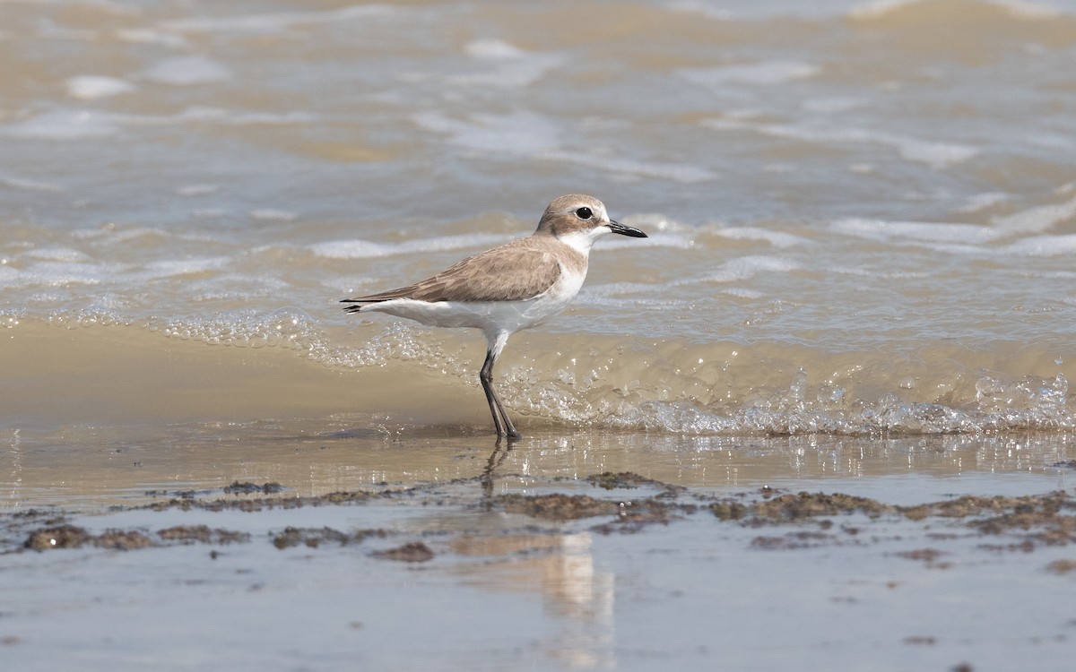 Greater Sand-Plover - ML627343671