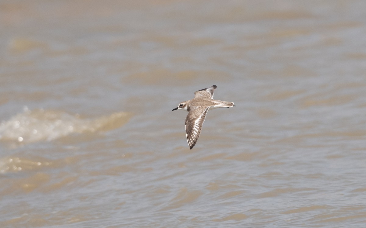 Greater Sand-Plover - ML627343673
