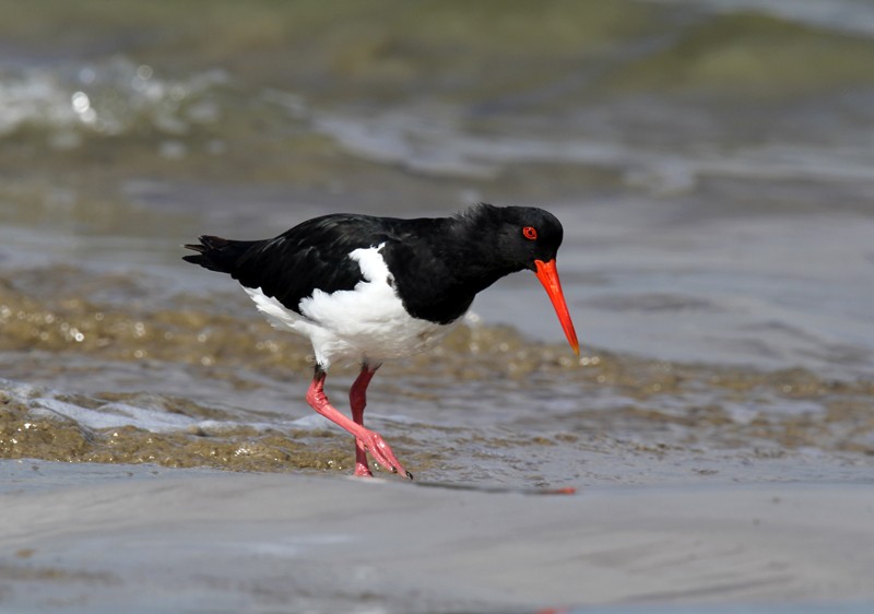 Pied Oystercatcher - ML627343750