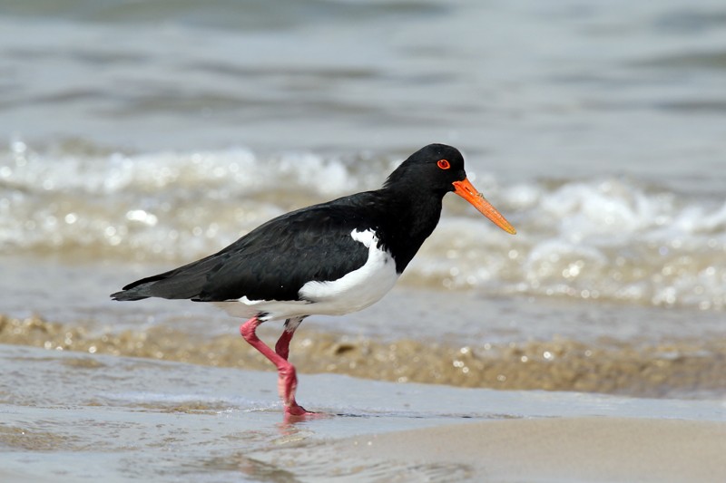 Pied Oystercatcher - ML627343751