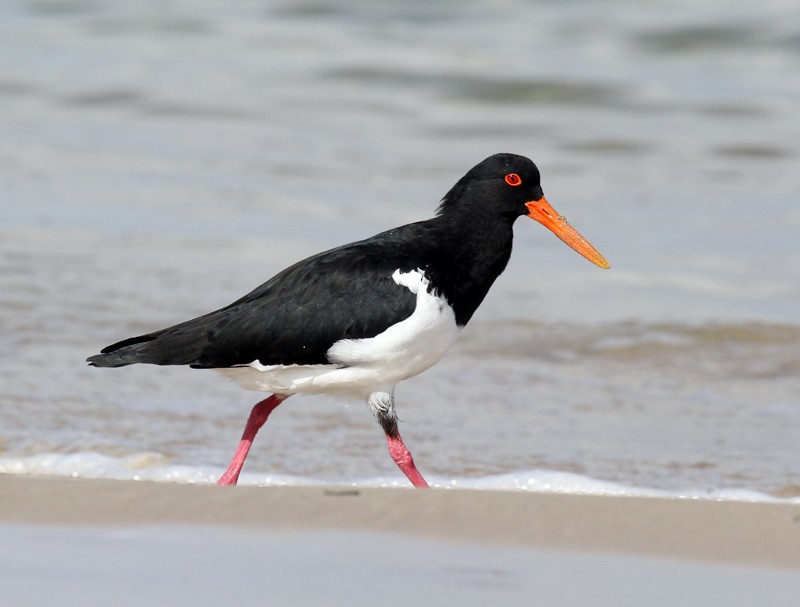 Pied Oystercatcher - ML627343752
