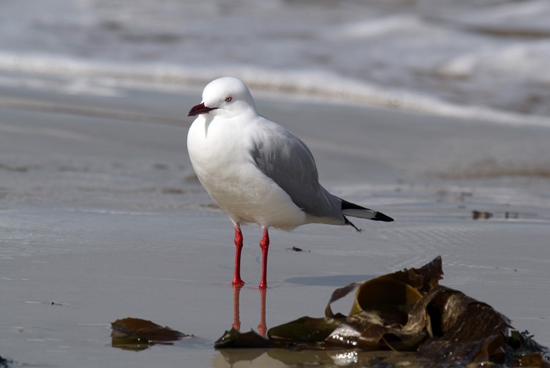Silver Gull - ML627343756