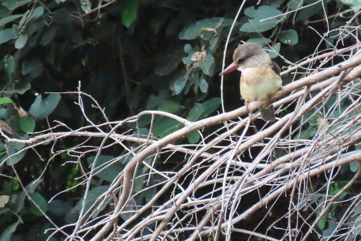 Brown-hooded Kingfisher - ML627343910