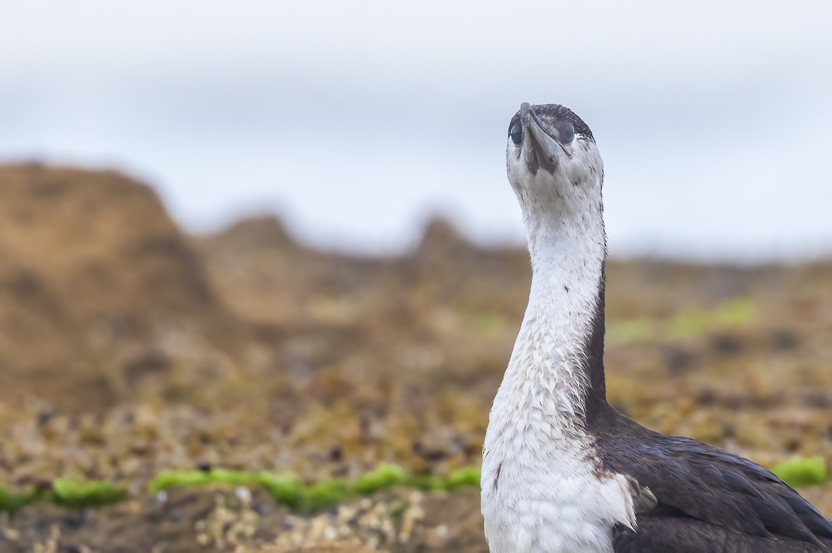 Black-faced Cormorant - ML627344095