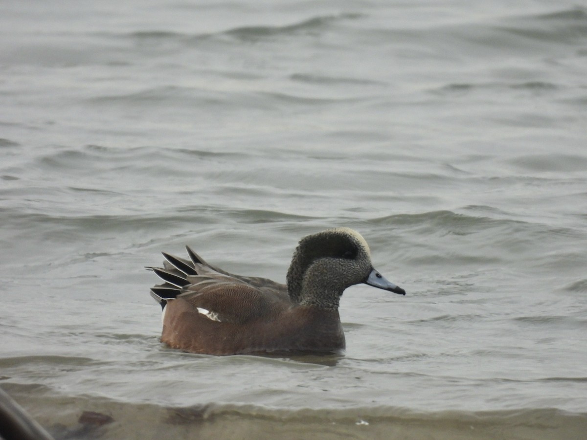 American Wigeon - ML627344132