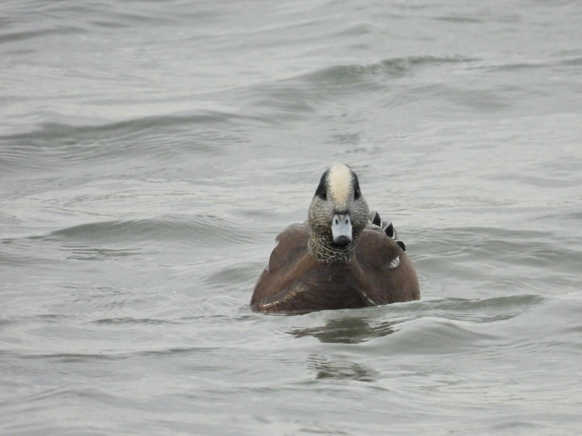 American Wigeon - ML627344142