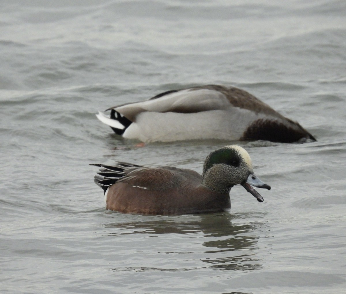 American Wigeon - ML627344144