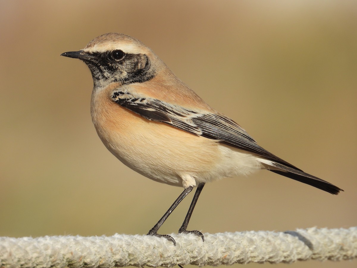Desert Wheatear - ML627344191