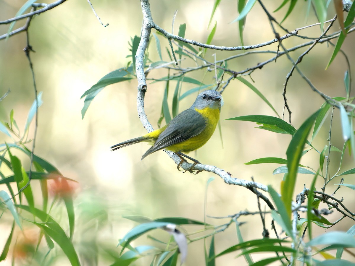 Eastern Yellow Robin - ML627344213