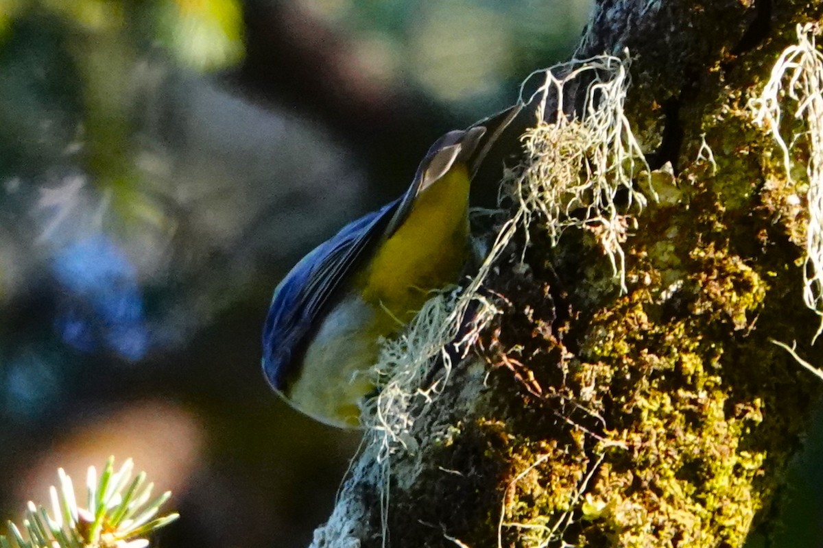 Scarlet Tanager - ML627344228