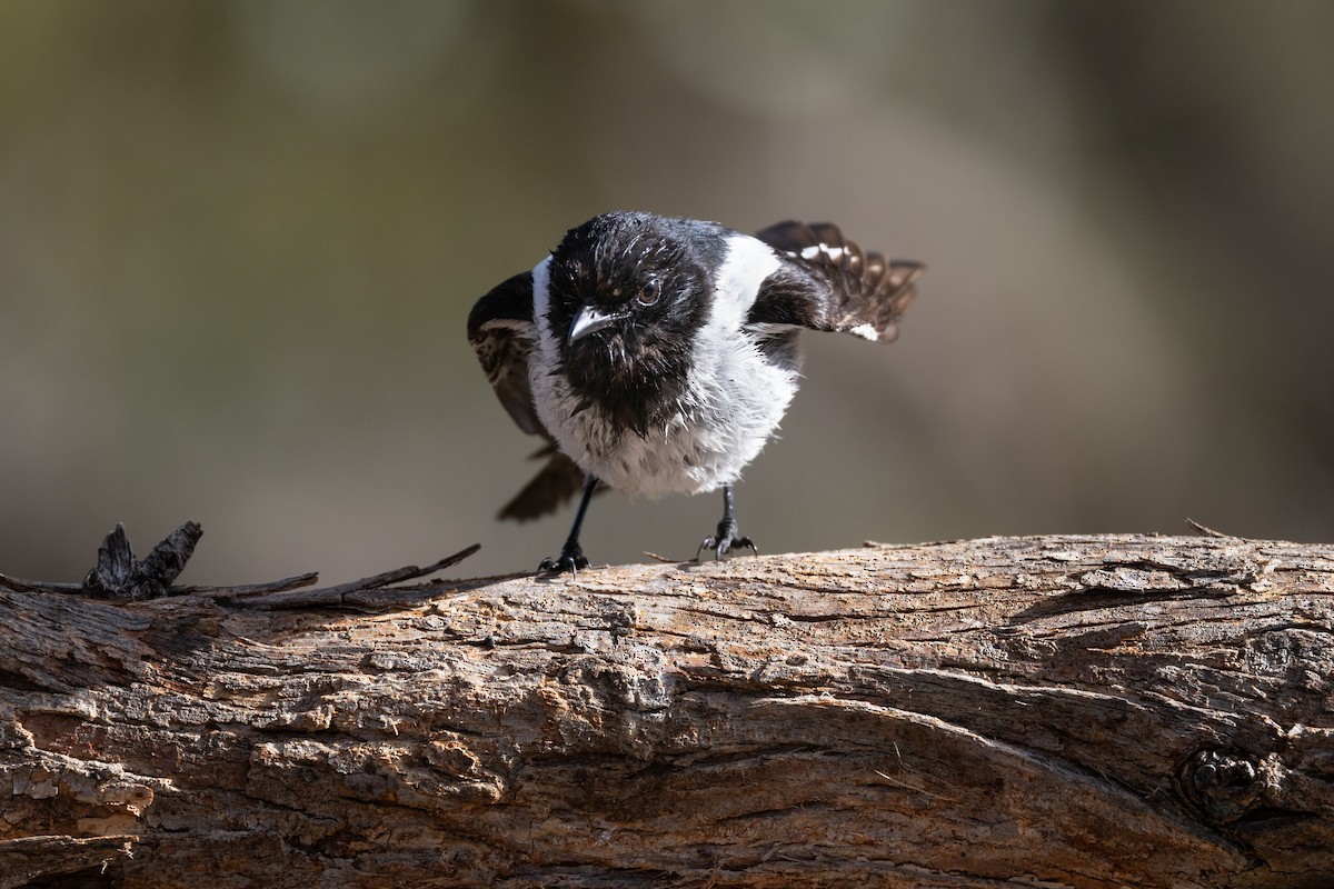 Hooded Robin - ML627344232